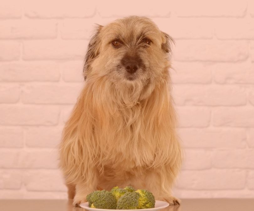 vegan